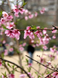 Plum Tree Blossoms by the Dog Run