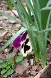 A Pansy Peeping around some Daffodil Foliage