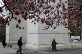 Magnolias by the Arch