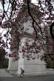 Magnolias by the Arch