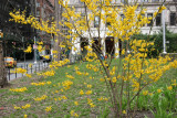 Forsythia & NYU  Main Building at WSE