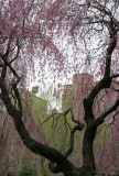 Cherry & Willow Tree with Village Skyline