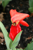 Storm Damaged Tulip