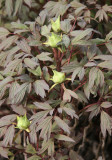 Tree Peony New Foliage & Buds