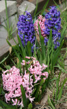 Hyacinths