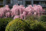 Garden View - Cherry Tree Blossoms