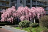 Garden View - Cherry Tree Blossoms