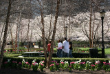 Cherry Tree & Tulip Garden at the Yacht  Basin