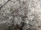 Pear Tree in Bloom