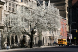 Pear Tree Blossoms by the Grace Church School