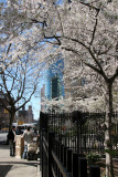 Cherry Tree Blossoms at Stewart House Residence