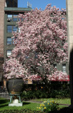 Magnolia Tree