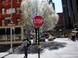 Pear Tree Blossoms & NYU Campus Eatery