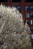 Pear Tree Blossoms