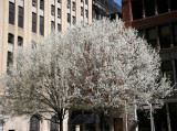 Pear Tree Blossoms