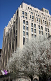 NYU General Facilities Building & Pear Tree Blossoms