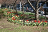 Tulip & Cherry Tree Garden