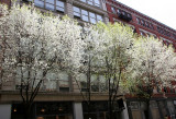 Pear Trees in Bloom