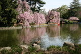 Ducks & Cherry Tree Blossoms - Japanese Pond Garden