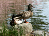 Ducks - Japanese Pond Garden