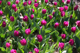 Violet Tulip Garden