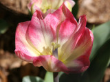 Pink & White Tulip
