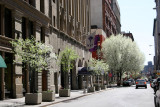 NYU Buildings with Pear Trees in Bloom