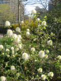 Fothergilla Bush Blossoms