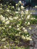 Fothergilla Bush Blossoms