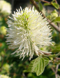 Fothergilla Bush Blossom