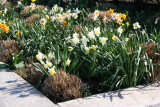 Daffodil Garden