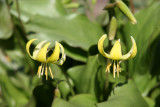 Erythronium Pagoda or Pagoda Flowers