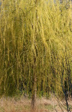 Willow Tree in Bloom