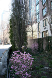 Azalea Garden