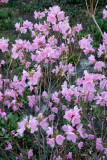 Azaleas