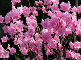 Azaleas