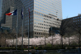 Cherry Trees at the Yacht Basin Garden