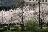Cherry Trees at the Yacht Basin Garden