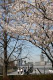 Cherry Trees at the Yacht Basin Garden