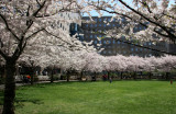 Cherry Trees at the Yacht Basin Garden