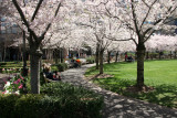 Cherry Trees at the Yacht Basin Garden