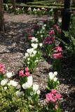 Tulips at the Yacht Basin Garden