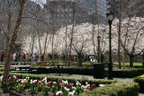 Tulips & Cherry Trees at the Yacht Basin Garden