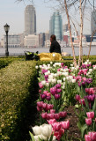 Tulips at the Yacht Basin Garden