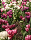 Tulips at the Yacht Basin Garden