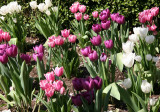 Tulips at the Yacht Basin Garden