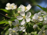 Apple Tree Blossoms