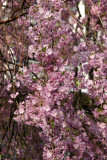 Cherry Tree Blossoms