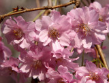 Cherry Tree Blossoms