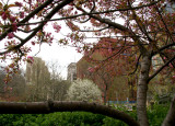 Cherry Tree Blossoms Framing NYU Buildings